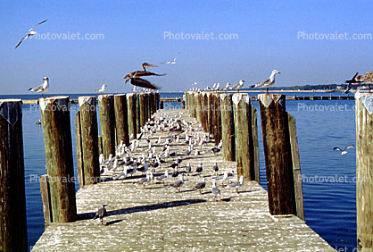 Pier, Docks, Pelicans, Seagulls, Long Beach Mississippi