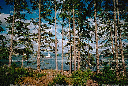 Spruce Tree, Lobster Boat, Deer Island, Penobscot Bay