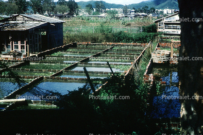 Aquaculture, Canton, Guangdon, China