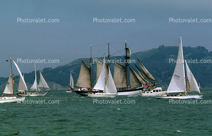 A Bevy of Sailboats, crowded, flotilla