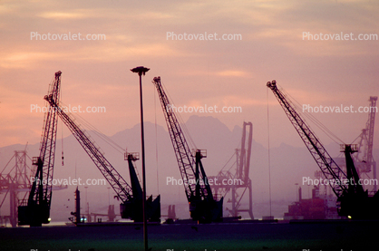 Cranes, Capetown, South Africa