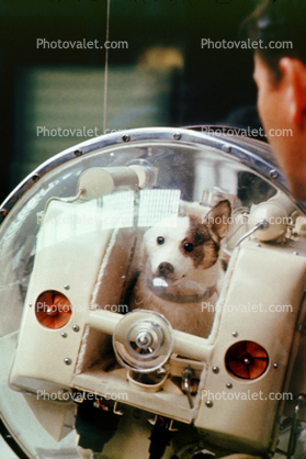 Laika, first dog in space, Memorial Museum of Cosmonautics, Moscow Space Museum, Russian spacecraft