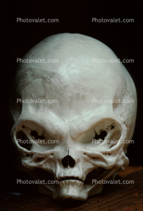 Merther Alien Skull