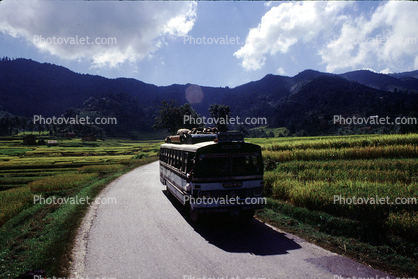 Rice Paddy, Araniko Highway