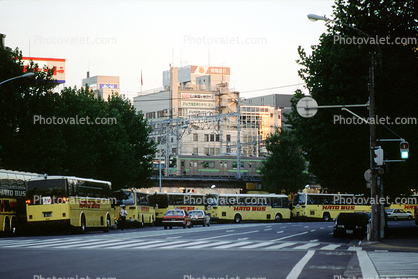 HATO buses, crosswalk, buildings, street, road, Tokyo
