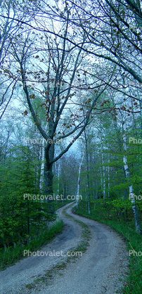 Tree Lined Road, Washington Island, Wisconsin, Panorama, Curve, S-Curve, S-Turn, bucolic