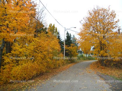 Fall Colors, Autumn, Deciduous Trees, Woodland