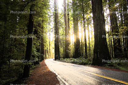 Avenue of the Giants, Redwood Trees