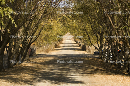 Dirt Road, Tree Lined Road, Tolay Lake Regional Park, Sonoma County, unpaved