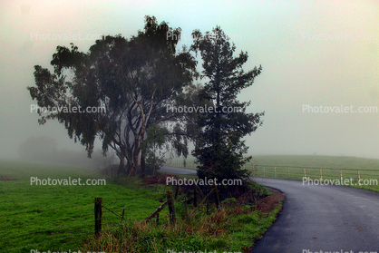 Fog, Trees, Road, Fence, Fields