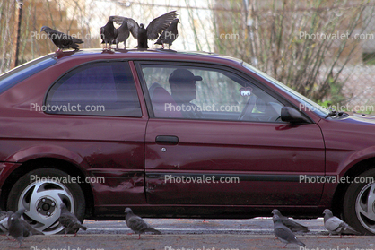 Pigeons, Car, 2010's
