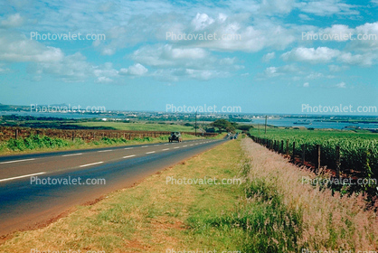 Road, Highway, farmfields, 1950s