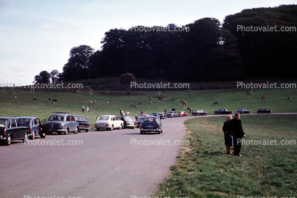 Animal Park, Cars, vehicles, 1960s