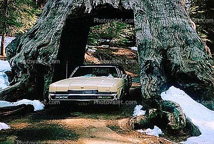 Car-through-a-tree, Tree, Drive-Through Tree, 1970 Ford Mercury Marquis, April 5 1970