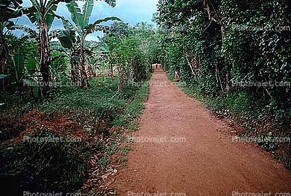 banana plantation, Dirt Road, unpaved
