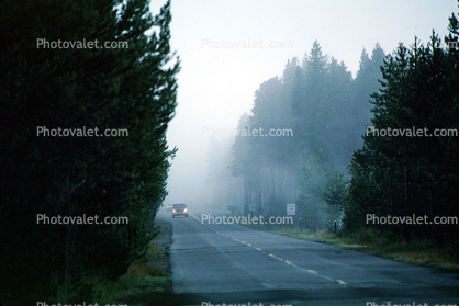 Foggy Road, Highway, Trees