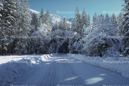 Frozen Road, Trees, Forest