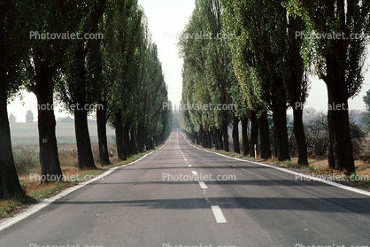 Tree lined Road, Teplice