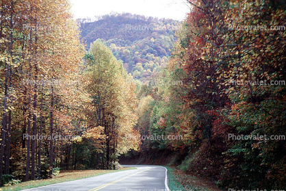 Fall Colors, Autumn, Deciduous Trees, Woodland, Road, Roadway, Highway-28, North Carolina