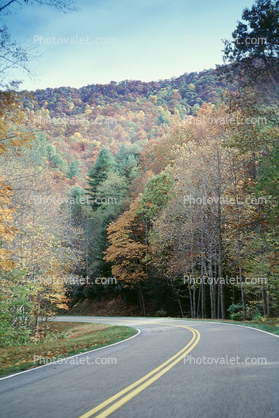 Trees, forest, woodland, Road, Roadway, Highway-28, North Carolina