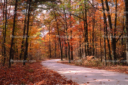 Fall Colors, Autumn, Deciduous Trees, Woodland, Tree Lined Road, Highway 402