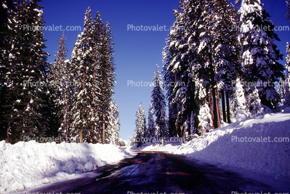 snow, arrow, direction, directional, Ice, Cold, Frozen, Icy, Winter, Tree Lined Road, Highway