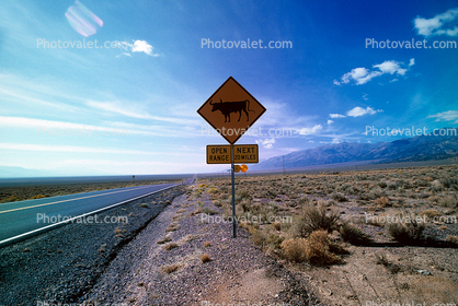 open range cattle, Road, Roadway, Highway, Desert