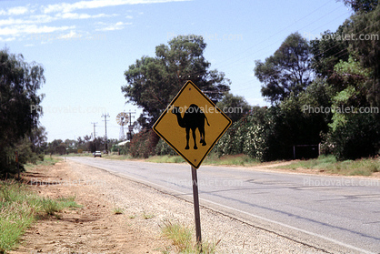 camel crossing, Caution, warning