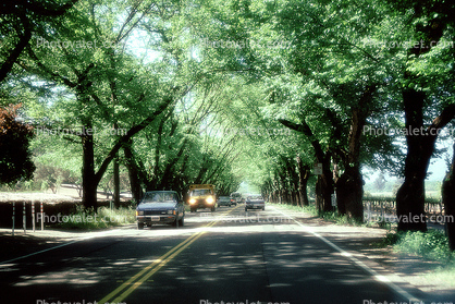 Napa Valley, Tree Lined Road, Road, Roadway, Highway-29