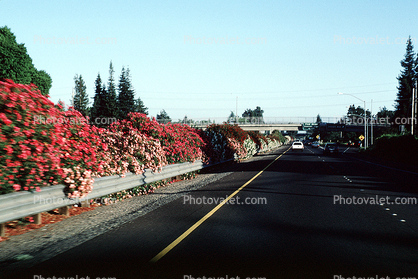 Highway 29, Napa, California, (Nerium Oleander), apocynaceae, sinflower, Oleander, poisonous flower