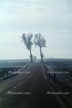 Tree Lined Road, Roadway, Highway