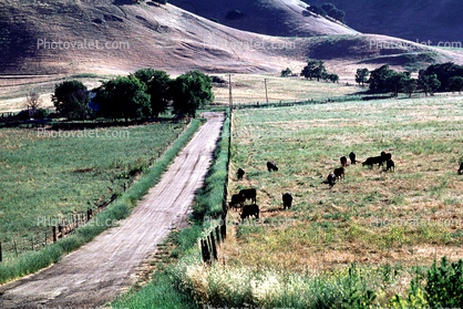 cows grazing, Road, Roadway, Highway