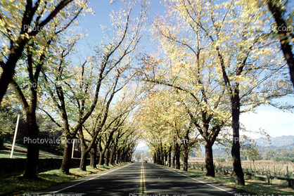 Tree Lined Road, Napa Valley, Highway 12