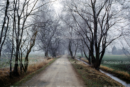 Tree lined road, dirt road, ditch, bare trees