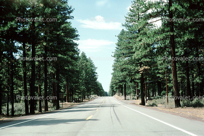 tree lined road, east of Lake Almanor, Highway-36, Plumas County