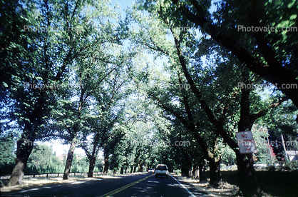 Tree lined road, Napa Valley, Road, Roadway, Highway