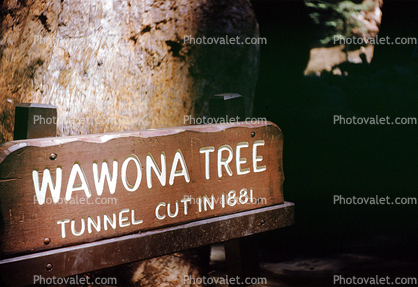Sequoia, Wawona Tree Tunnel, Car-through-a-tree, Drive-Through-Tree, Tree Tunnel, Wawona Tunnel Tree, Sequoia Tree, California