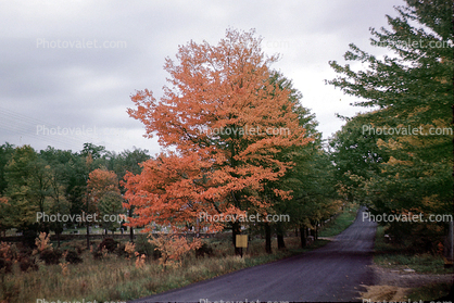 Country Road, Roadway, Fall Colors, Autumn, Deciduous Trees, Woodland