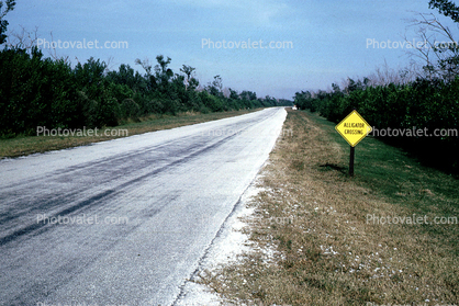 Allligator Crossing, Road, Roadway, Highway