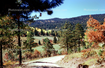 Road, Highway, Aspen Trees