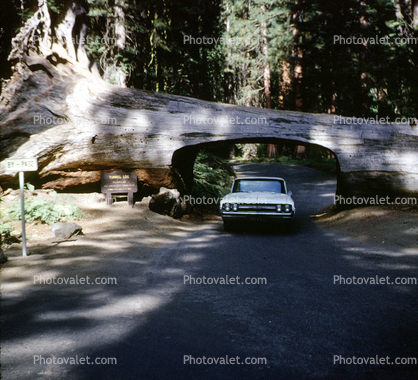 Tunnel Log, Tree Road, Crescent Meadow Road, Buick, sequoia tree, car, automobile, vehicle, September 1966, 1960s