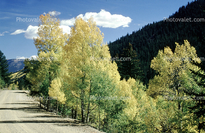 Road, Highway, aspen trees, autumn, fall colors