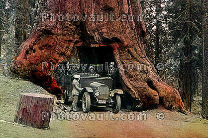 Car through a Sequoia Tree, Drive-Through Tree, automobile, Wawona Tunnel Tree, 1920's