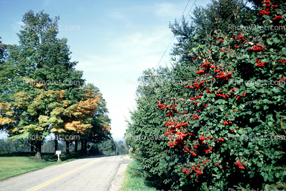 Country Road, Trees, Bushes