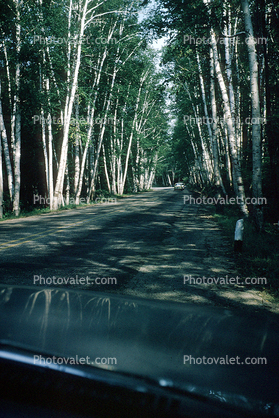 Tree Lined Street, Road, White Birch Trees