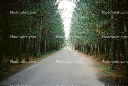 Tree Lined Road, August 1966, 1960s