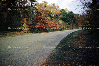 Fall Colors, Bare Trees, Road, autumn, 1953, 1950s