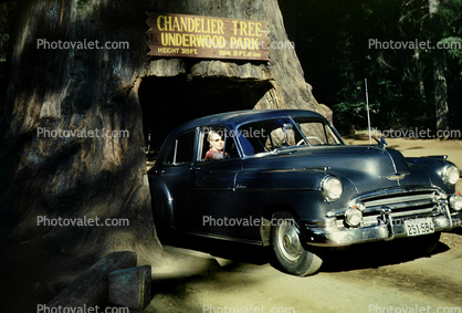 Chevy Deluxe, Chandler Tree, Drive-thru Tree, Underwood Park, California, 1950s