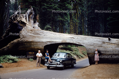 Chevy Deluxe, Tunnel Log, tree, two-door coupe, 1950s