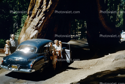 Drive-Through Tree, family, Car, Tunnel through a tree, Sequoia Tree, California, 1950s